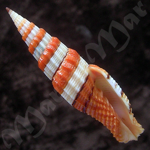 Vexillum citrinum (Gmelin, 1791)