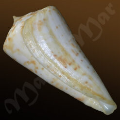 Conus sp. - Imagem 3