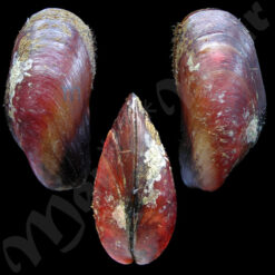 Modiolus americanus Leach, 1815