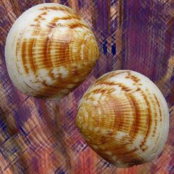 Glycymeris longior (Sowerby, 1833)*