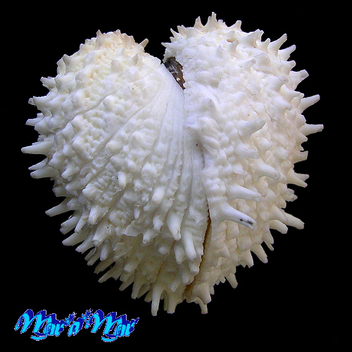 Arcinella cornuta Conrad, 1866 - Imagem 2