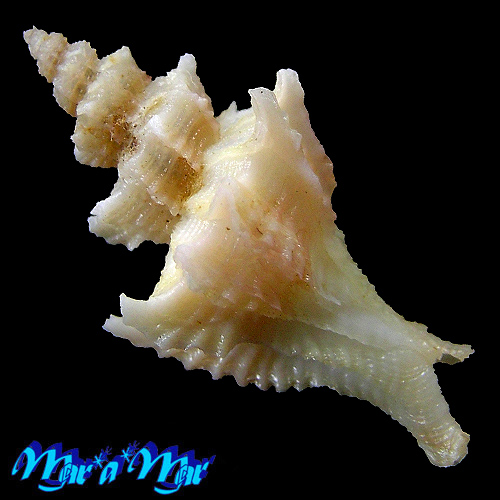 Trophon pelseneeri E.A.Smith, 1915 - Imagem 2