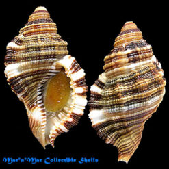 Monoplex martinianus Orbigny, 1845