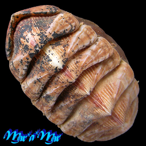 Chaetopleura angulata Spengler,1797