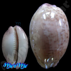 Cypraea (Luria) cinerea brasiliensis L. & H., 1993