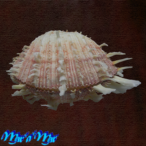 Spondylus gilvus Reeve, 1856* - Imagem 3
