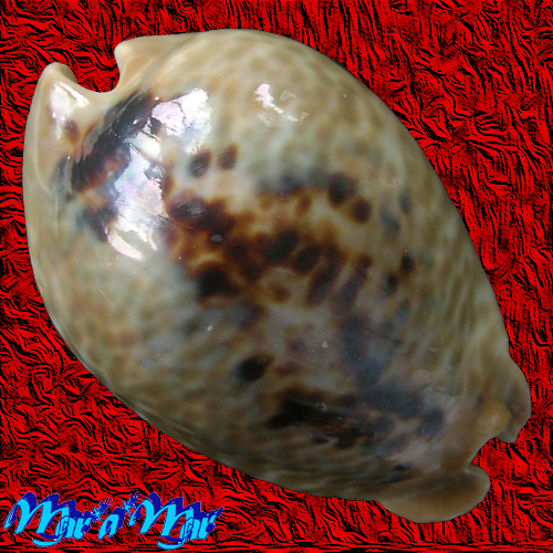 Cypraea (Muracypraea) mus mus Linnaeus, 1758