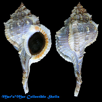 Murex chrysostoma Sowerby, 1834