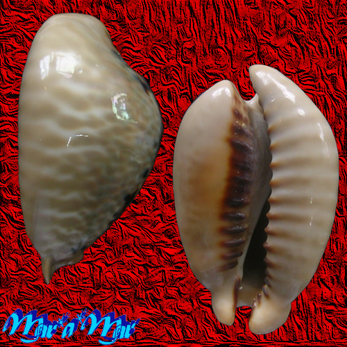 Alternative view of Cypraea (Muracypraea) mus mus Linnaeus, 1758