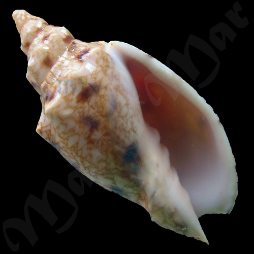 Odontocymbiola americana (Reeve, 1846)