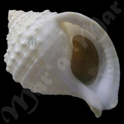 Galeoocorys (Galeodea) granulata Dall, 1907