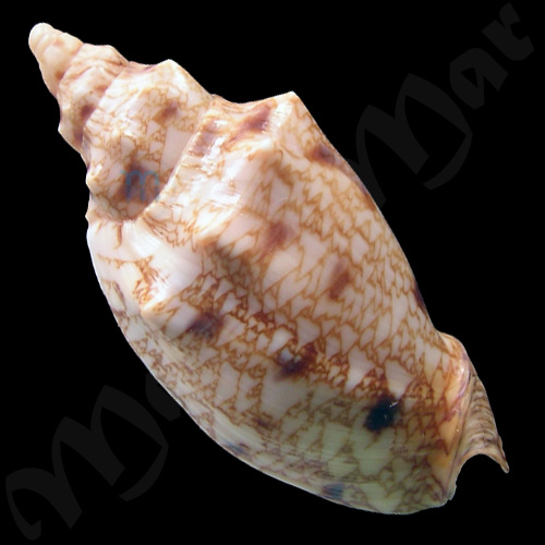 Odontocymbiola americana (Reeve, 1846) - Imagem 2