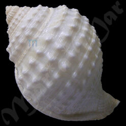 Alternative view of Galeoocorys (Galeodea) granulata Dall, 1907