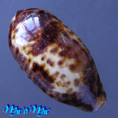 Cypraea (Chelycypraea) testudinaria Linnaeus, 1758