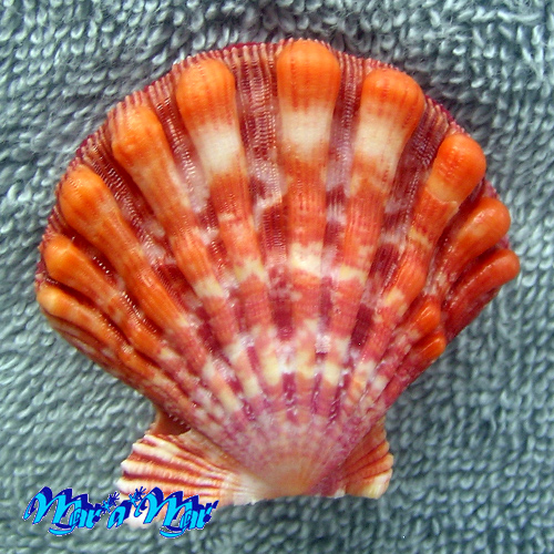 Nodipecten nodosus Linnaeus, 1758 - Image 2