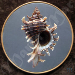 Chicoreus brevifrons (Lamarck, 1822)