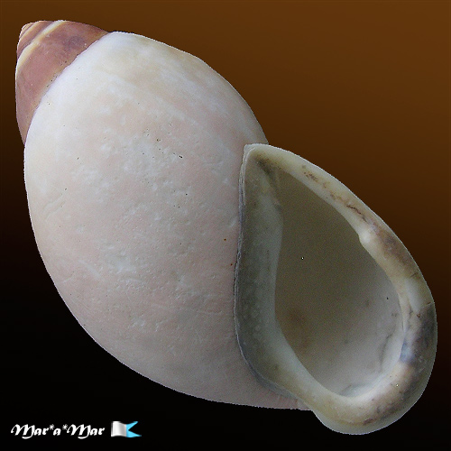 Megalobulimus cf. versatilis (Hutton, 1838)