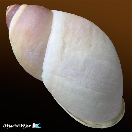 Alternative view of Megalobulimus cf. versatilis (Hutton, 1838)