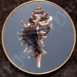 Chicoreus brevifrons (Lamarck, 1822) - Imagem 2