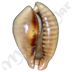 Alternative view of Cypraea (Muracypraea) mus mus Linnaeus, 1758