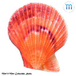 Caribachlamys sentis (Reeve, 1853)