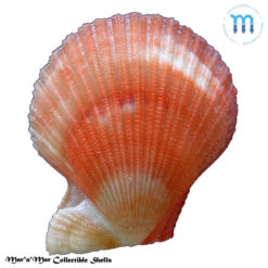 Caribachlamys sentis (Reeve, 1853) - Image 2