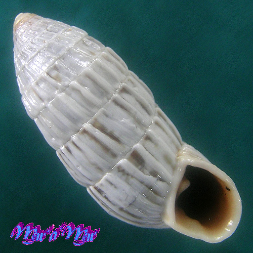 Cerion mixta (Maynard and Clapp, 1921)