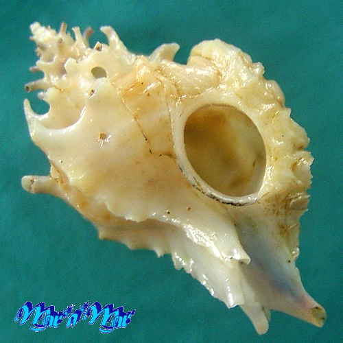 Typhina belcheri (Broderip, 1833)