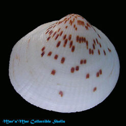 Glycymeris undata (Linnaeus, 1758)