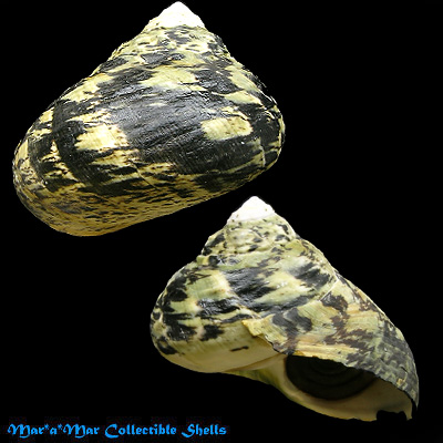 Cittarium pica (Linné, 1758)