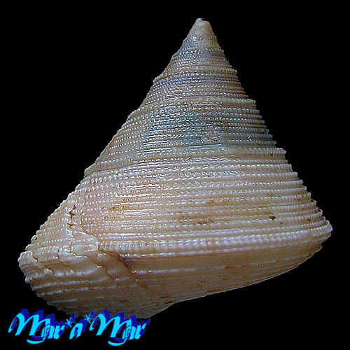 Alternative view of Calliostoma granulatum (Born, 1778)