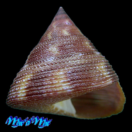 Calliostoma vinosum Quinn, 1992