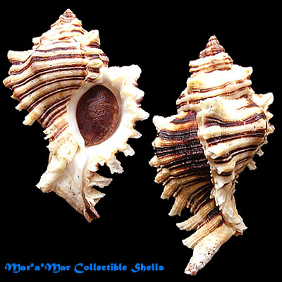 Chicoreus brevifrons (Lamarck, 1822)