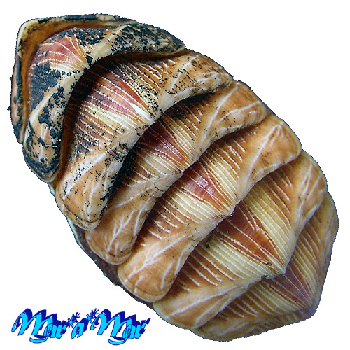 Chaetopleura angulata Spengler,1797