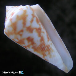 Conus tostesi Petuch, 1986