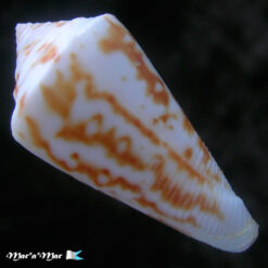 Alternative view of Conus tostesi Petuch, 1986