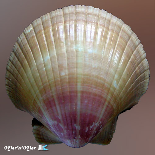 Pecten ziczac (Linnaeus, 1758) - Imagem 2