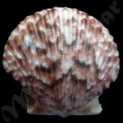 Argopecten gibbus Linaeus, 1758