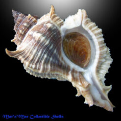 Siratus senegalensis (Gmelin, 1790)