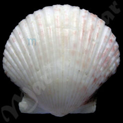 Alternative view of Argopecten gibbus Linaeus, 1758