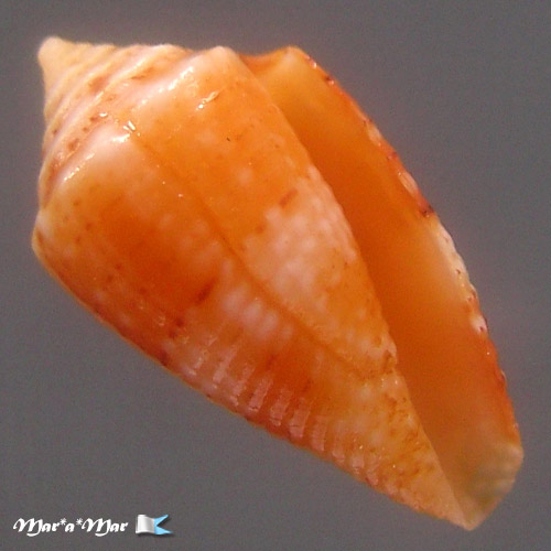 Conus (Conasprella) poremskii (Petuch & R. F. Myers, 2014)
