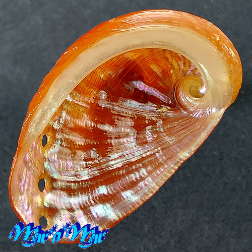 Haliotis aurantium Simone, 1998 - Image 2