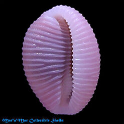 Alternative view of Trivia quadripunctata (Gray, 1827)