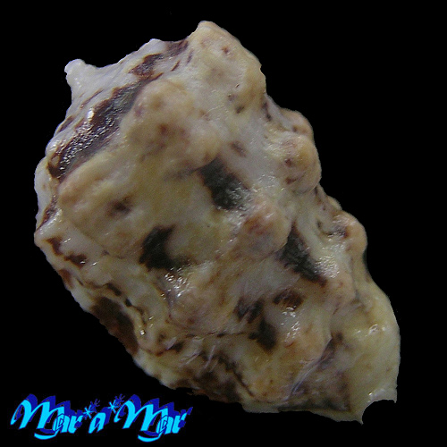 Morum lamarcki Deshayes, 1844 - Imagem 2