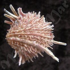 Arcinella brasiliana (Nicol, 1953)