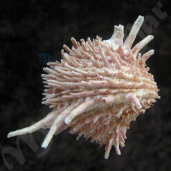 Arcinella brasiliana (Nicol, 1953) - Imagem 2