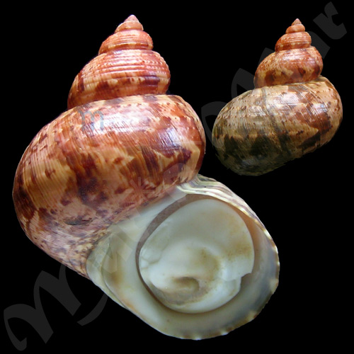 Turbo canaliculatus Hermann, 1781