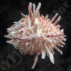 Arcinella brasiliana (Nicol, 1953) - Imagem 3