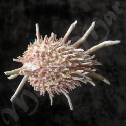 Arcinella brasiliana (Nicol, 1953) - Imagem 4