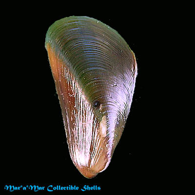 Mytella guyenensis (Lamarck, 1819)*